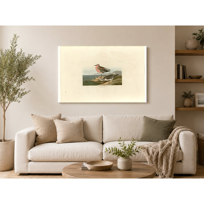 Bécasseau à poitrine rousse, plaque 31 (1835) - Paysage, art mural sur toile, 20" W x 16" H
