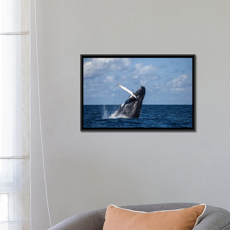 " A Large Humpback Whale Breaches Out Of The Atlantic Ocean " by Ethan Daniels, 18" H x 26" W x 1.5" D, Black Framed Canvas