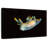 Sea Slug In Dark Waters-447004555