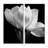 " Gardenia " by Michael Harrison 2 - Pieces