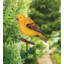 Piquet Songbird - Oriole