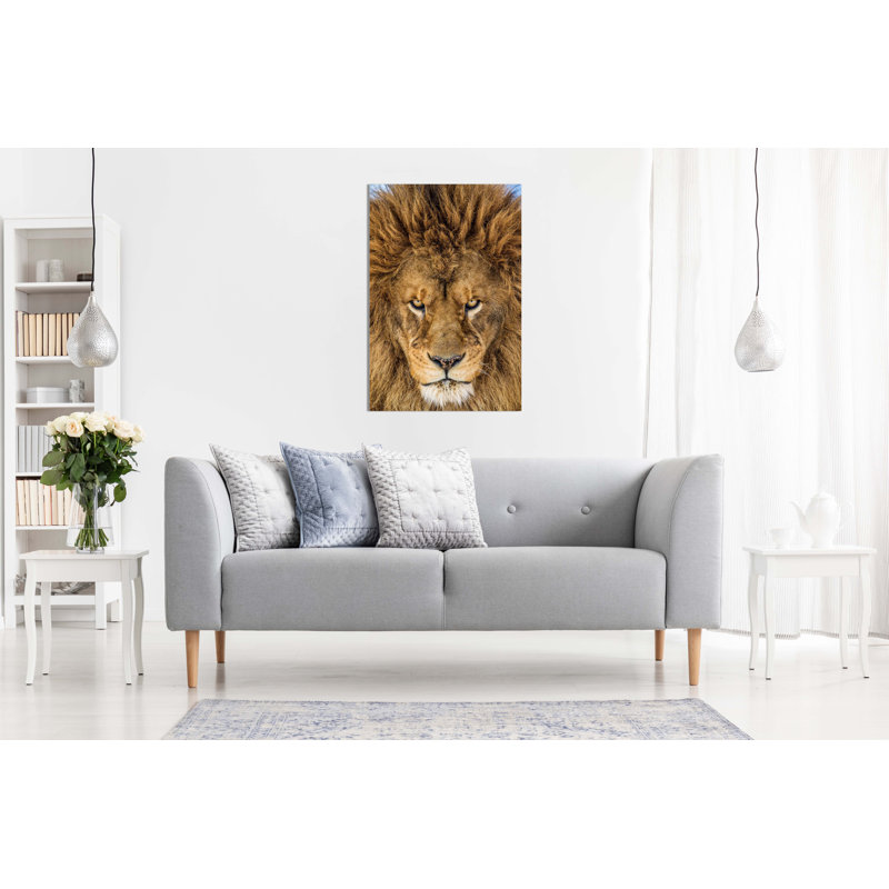 Serious Staring Lion Close Up - Wrapped Canvas Art Prints, 76cm H x 51cm W