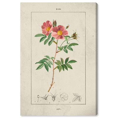 Study of a Flower Canvas Delicate Farmhouse Wall Art by Art Remedy