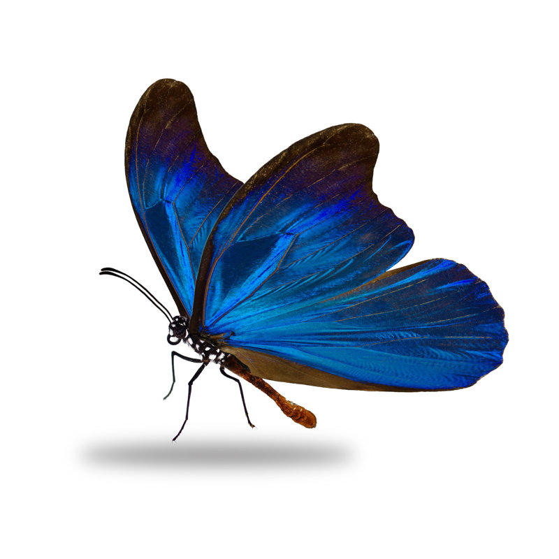 Magnifique papillon monarque sur toile Fayrouz, H 12 po x l 12 po