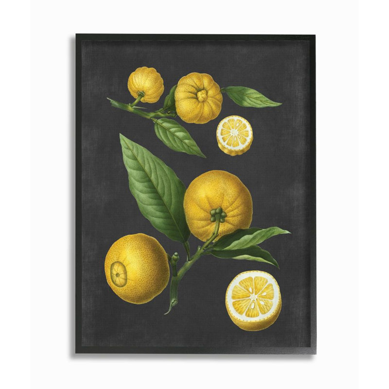 «Botanical Dessin Lemons On Black Design», impression, H 30 po x l 24 po, Giclée encadrée noir minuit
