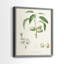 Impression encadrée botanique antique I-Premium - prête à être accrochée - aucun clou requis-1627489726-1627489727