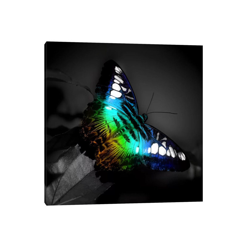 Colourful Butterfly Photographic by Unknown Artist - Wrapped Canvas Painting, 30.48 cm H x 30.48 cm W