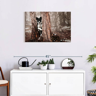 Brampt Playful Border Collie