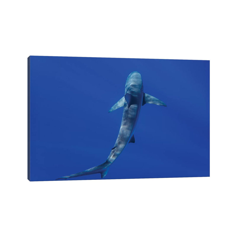 Hawaiian Shark II by Bethany Young - Print on Canvas, Wrapped Canvas, 66.04cm H x 101.6cm W x 3.81cm D