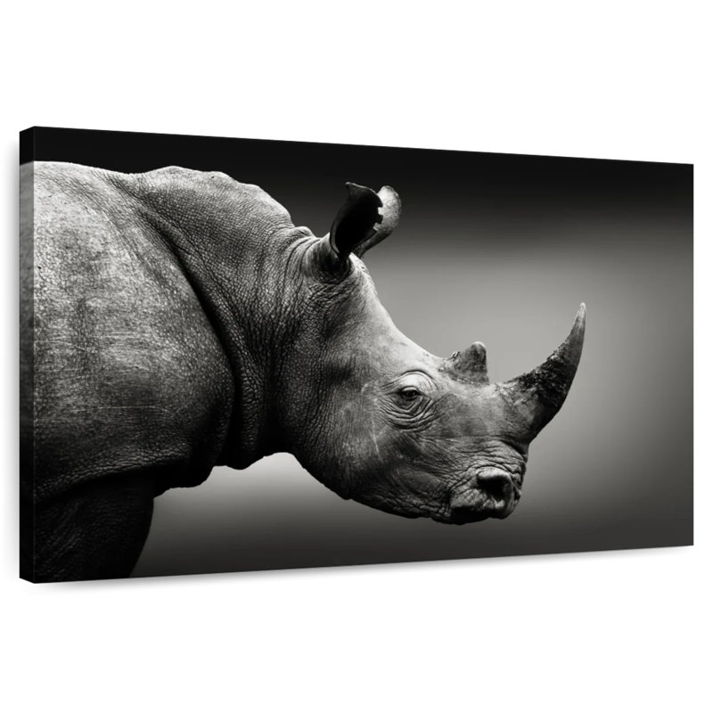 Safari Brampt Head, 34" H x 51" W