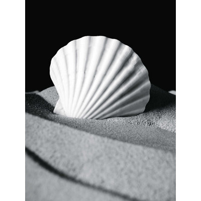 Coquillage 2 - Photographie sur toile tendue