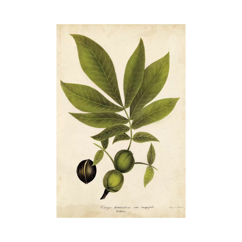 Hickory Tree Foliage 1 Piece Wrapped Canvas Wall Art, 66.04 cm H x 45.72 cm W x 3.175 cm D