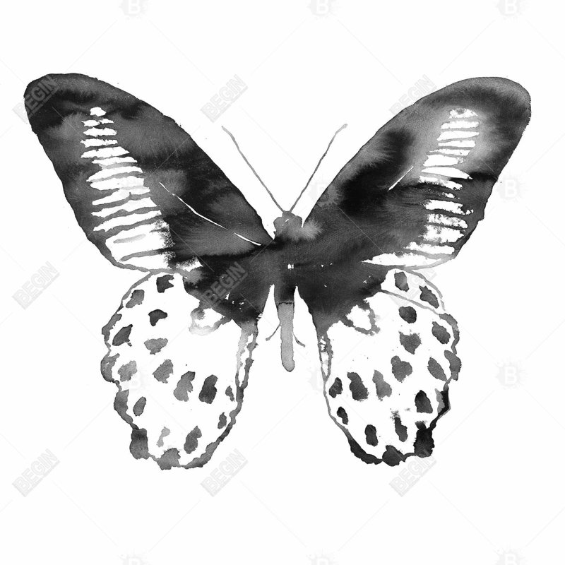 " Black Butterfly "