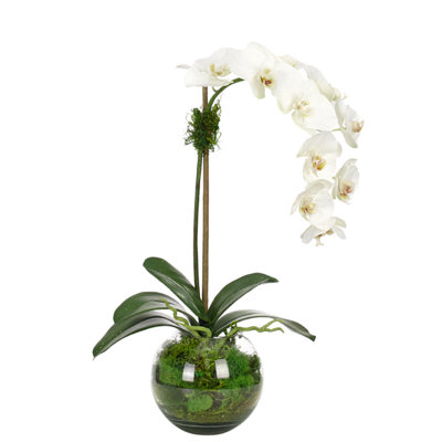 Real-Touch Orchid Phalaenopsis
