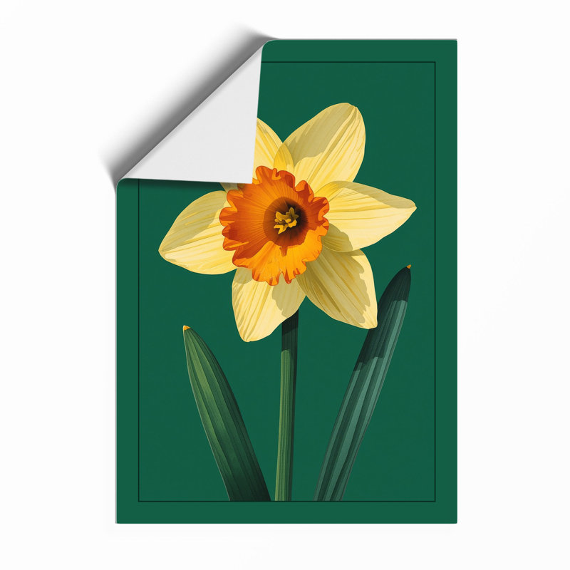 Daffodil Study Botanical - Framed Print, Unframed, A3 - 42.0 x 29.7 cm