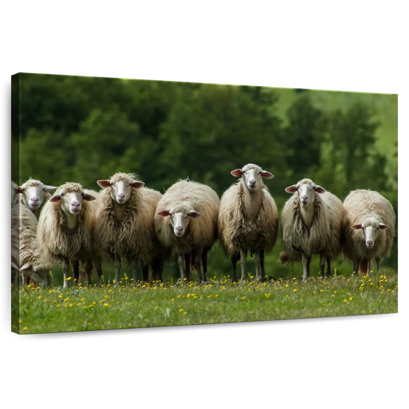 Mouton Brampt Toscane, H 16 po x l 24 po