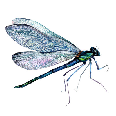 Green Dragonfly - Wrapped Canvas Painting