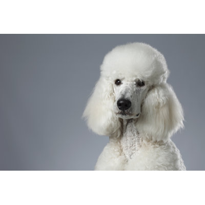 Chien par Ultramarinfoto