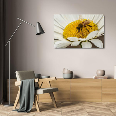 Hokku Designs Illg, Cathy and Gordon Gallery Wrapped Canvas Art: CO, Jefferson Co Honey bee on daisy