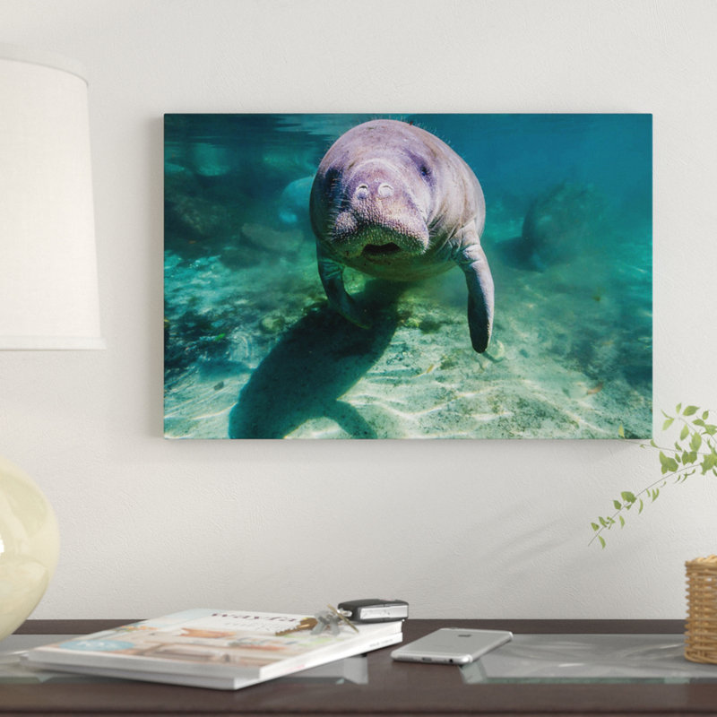 «Manatee in Crystal River Florida», reproduction de photo sur toile, H 26 po x l 40 po x P 1,5 po, Toile tendue