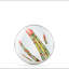Set of 4 Fresh Produce Sandwich Plates