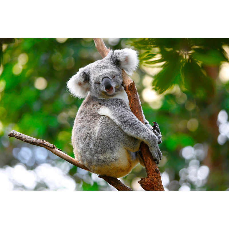 Sleeping Koala by Pierrebillez - Wrapped Canvas Print, 24"H x 36"W