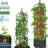 Raised Garden Bed Planter Boxes with Trellis, 70.9" Wheeling Self-Watering Tomato Planter Boxes with Trellis (Black)