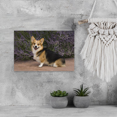 Pembroke Welsh Corgi Contemporary Dog Animal Portrait Wall Art