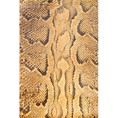 Snake Skin by Anzeletti