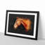 Chestnut Brown Horse - Framed Print-56917171-56917172