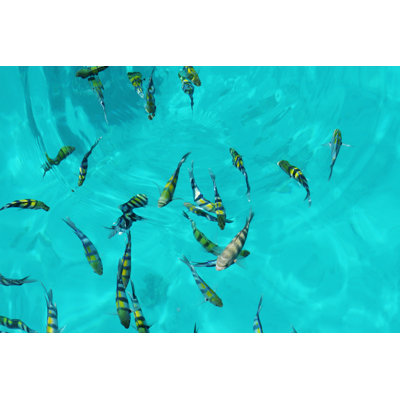Fish by Ginaellen - Wrapped Canvas Print