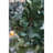 D24" Foliage/Cedar Wreath, Green