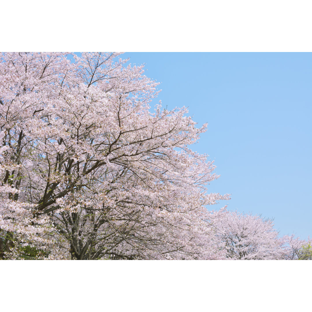 Sakura - Kunstdrucke ohne Rahmen auf Leinwand