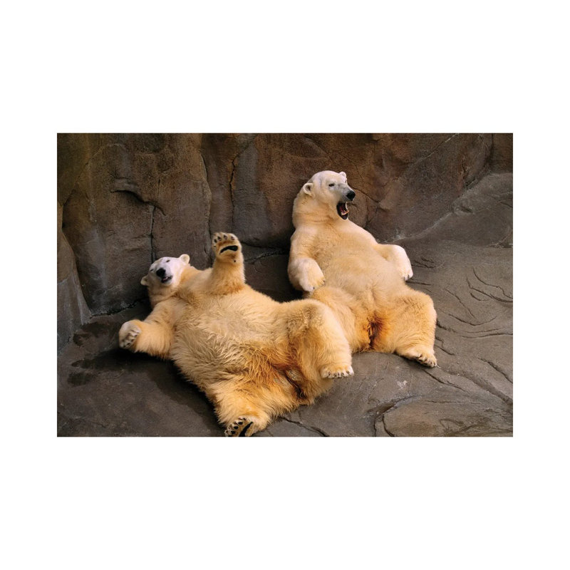 Two Lounging Polar Bears At Omaha's Henry Doorly Zoo And Aquarium 1 Piece Wall Art on Canvas, 30.48 cm H x 45.72 cm W, Canvas