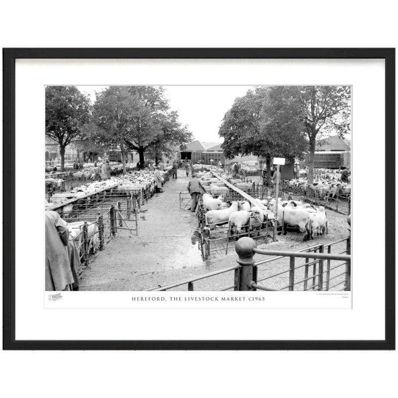 Hereford, The Livestock Market C1965 - Single Picture Frame Print, 28cm H x 36cm W x 2.3cm D