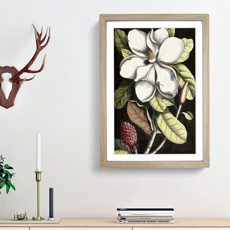 A Laurel Magnolia Tree by Mark Catesby - Picture Frame Painting Print, Oak Framed, 36cm H x 27cm W x 2cm D