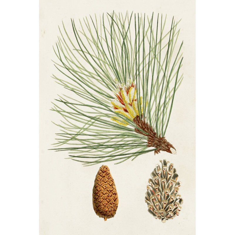 Antique Pine Cones IV - Painting, Black Floater, 122 cm H x 81 cm W