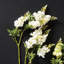 23.5-Inch Wisteria Stem