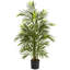 Areca Palm Tree in Pot-521603897