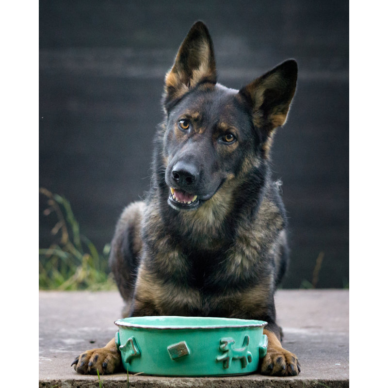 Pot en céramique pour animaux 1,5 lb, Aqua / vert
