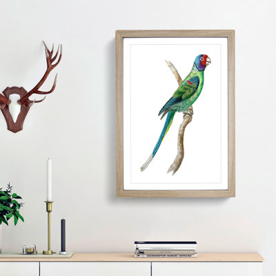 Long-Tailed Parakeet by George Shaw - Framed Print