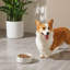 Flower Embossed Pattern Anti-skid Stoneware Dog Bowl-116384228