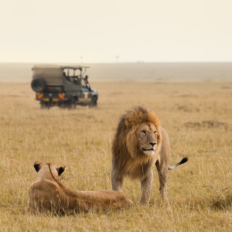 A Lion and Lioness in a African Savannah with a Jeep - Photographie sur toile tendue, H 36 po x l 36 po