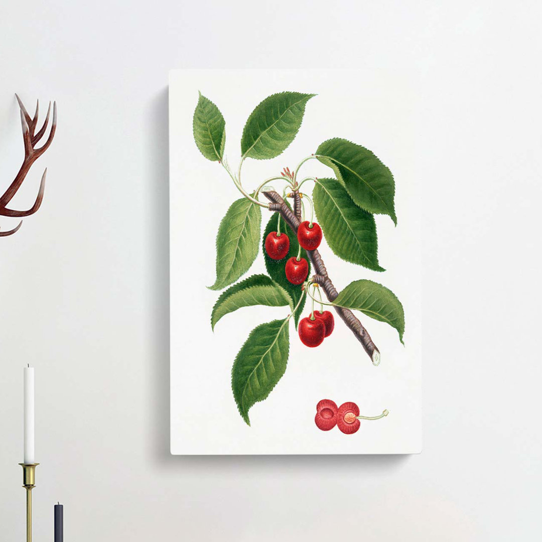 Sour Cherry Tree by Giorgio Gallesio - Wrapped Canvas