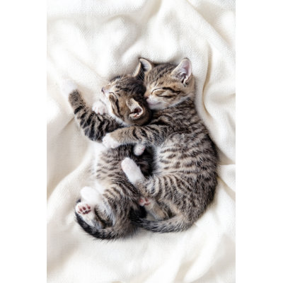 Striped Domestic Kittens by Natalia Kuzina - Wrapped Canvas Print