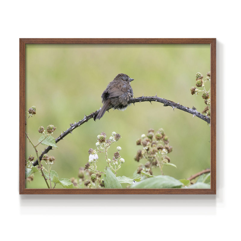 Resting Sparrow -Framed Print - Restickable, H 16 po x l 20 po, Noyer