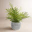 Mini Fern in Ceramic Planter