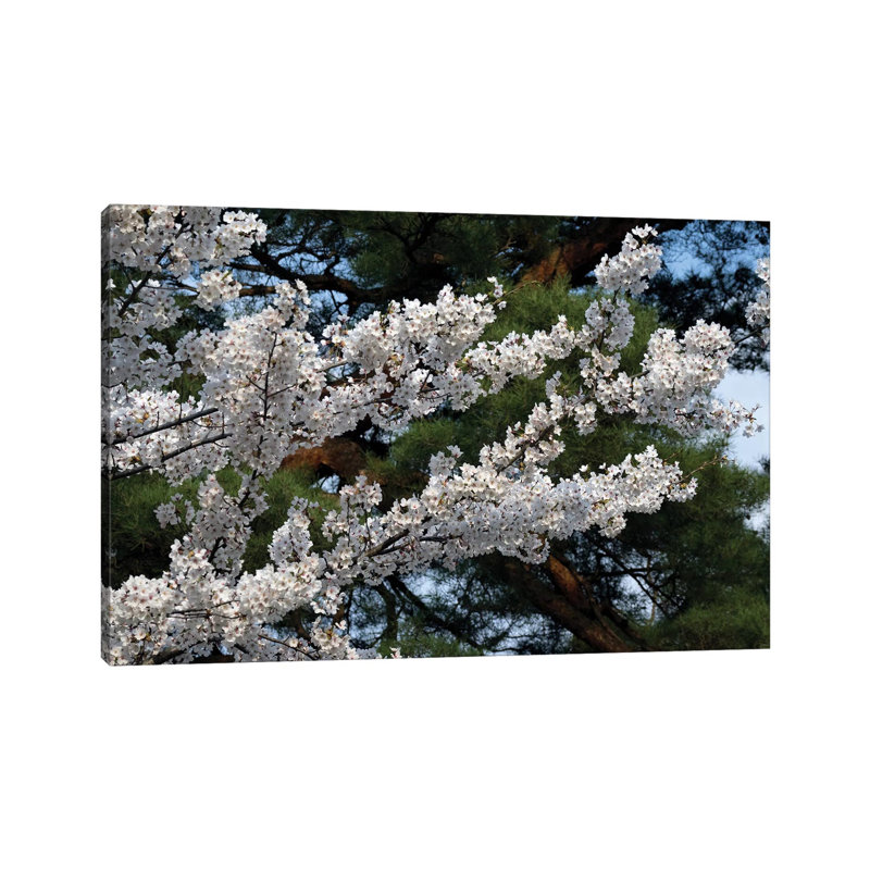 Cherry Blossom Flowers Against Pine Tree, Hiraizumi, Iwate Prefecture, Japan I by Panoramic Images - Wrapped Canvas Print