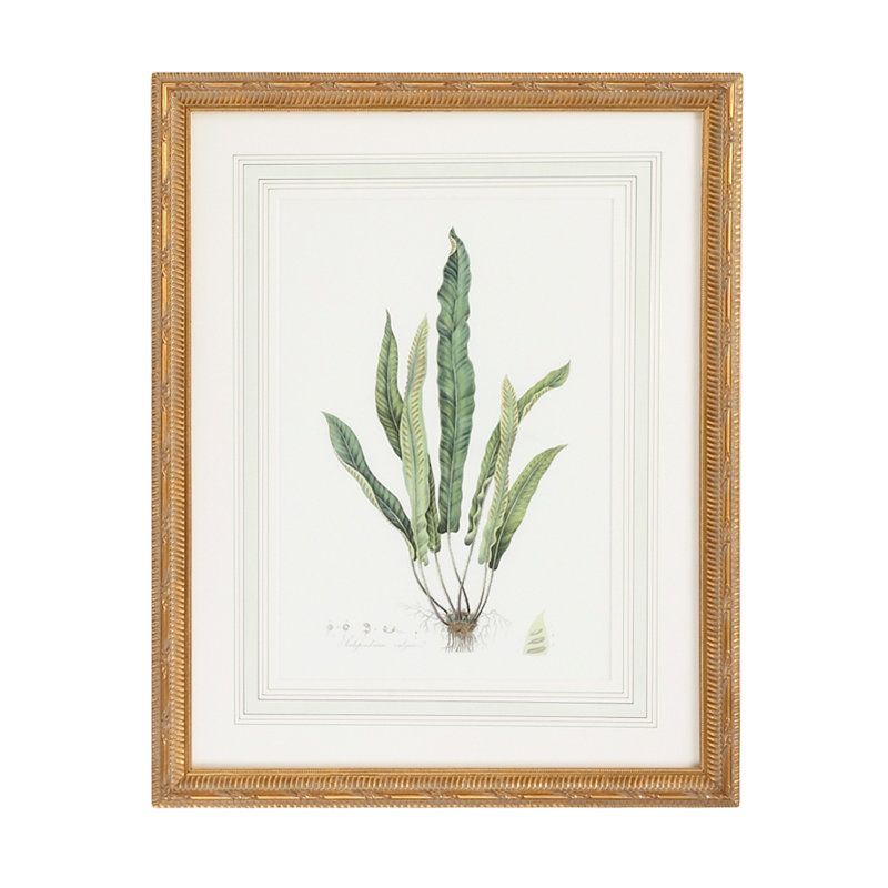 Curtis Ferns IV Print