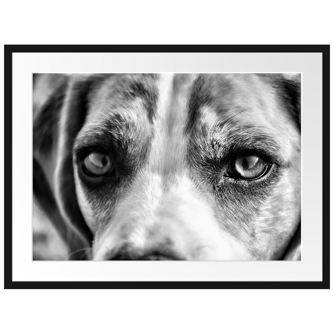 Gerahmtes Poster Große Beagle-Augen